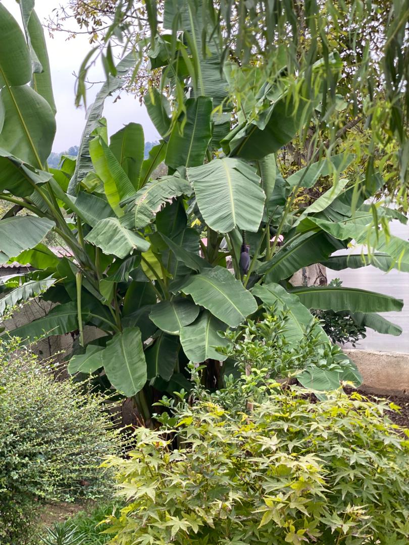 ویلای زیبای شارن
